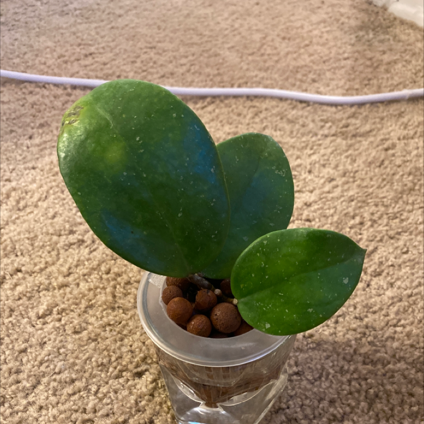 Photo of the plant species Sweet Scent Hoya by @alicee named candy (sweet scent) on Greg, the plant care app