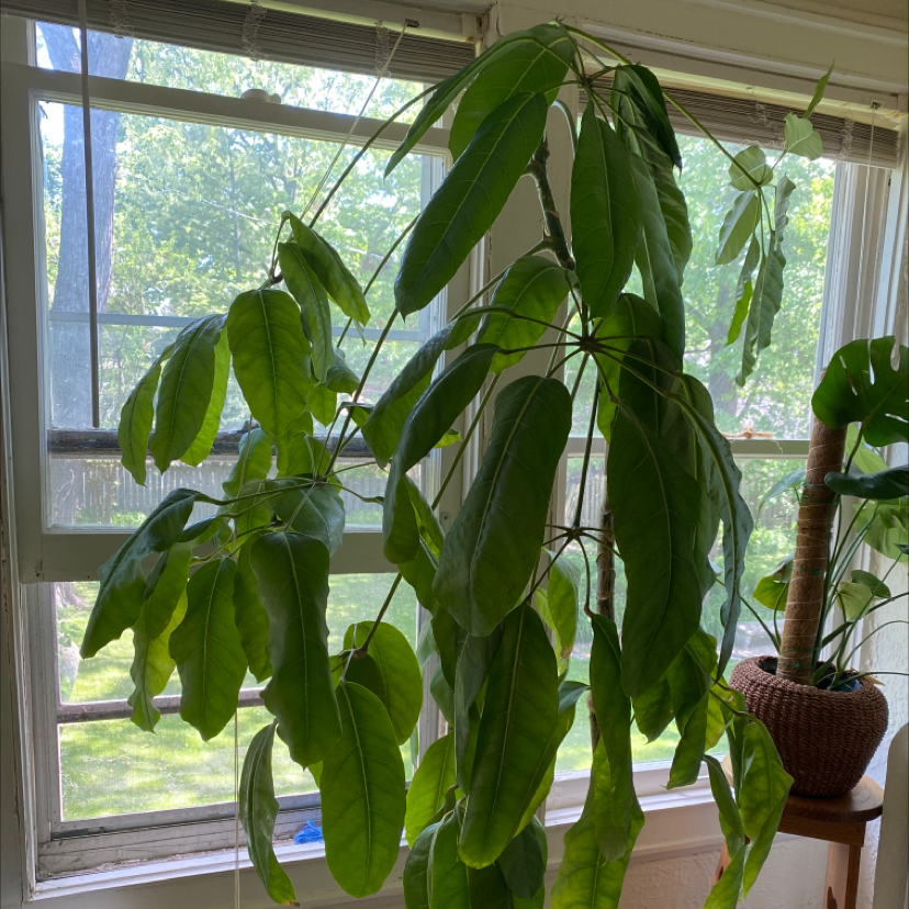 Photo of the plant species Umbrella Tree by @alicee named Your plant on Greg, the plant care app