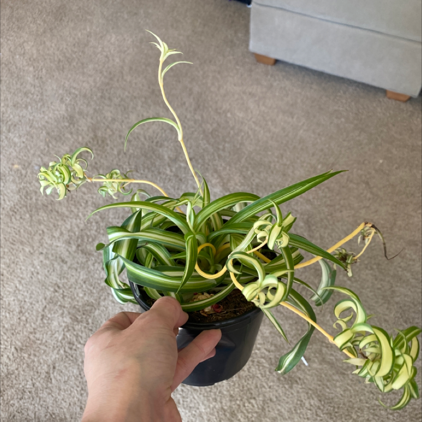 Curly Spider Plant in a black pot held by a hand, showing healthy green and white variegated leaves.