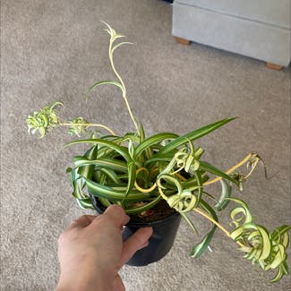 Curly Spider Plant plant in Milwaukee, Wisconsin