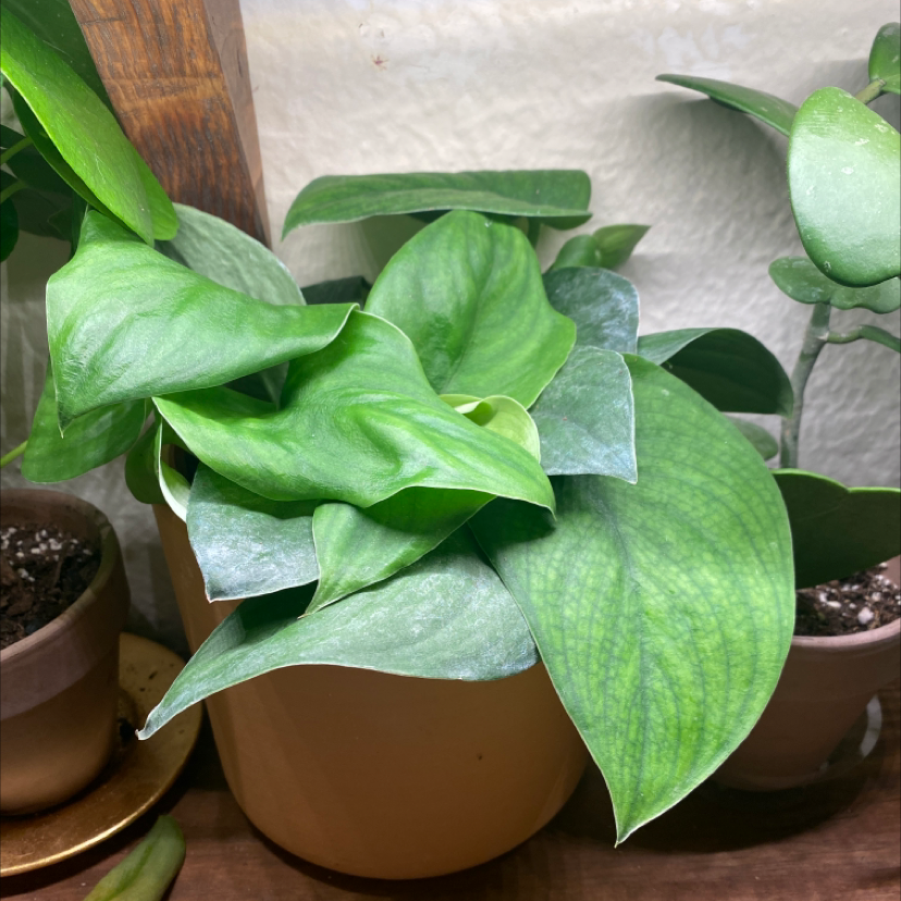 Potted Jade Satin Pothos plant with broad, healthy green leaves.