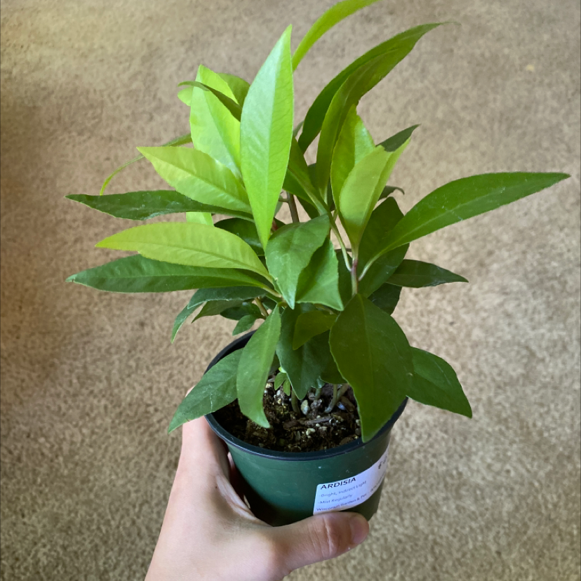 Potted Shoebutton plant with green leaves, held by a hand.