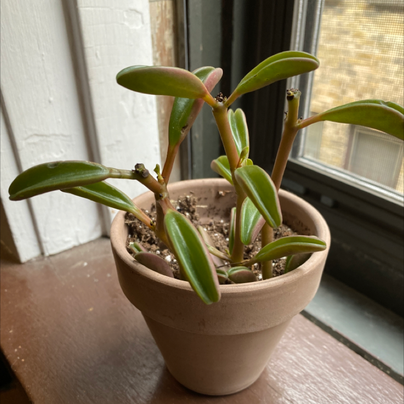 Peperomia graveolens 'Ruby Glow' plant in a terracotta pot on a windowsill.