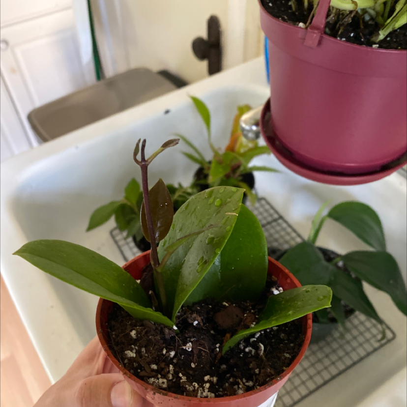 Potted Waxvine plant with healthy green leaves, visible soil, and other plants in the background.