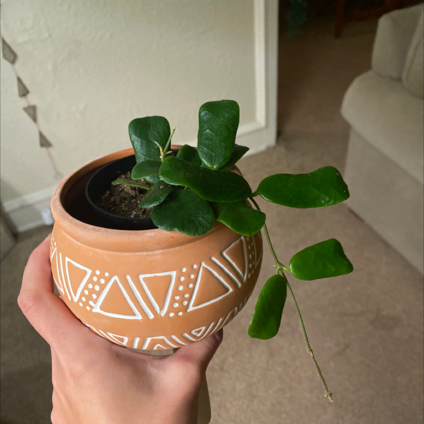 Potted Hoya rotundiflora plant with thick green leaves, held by a hand.