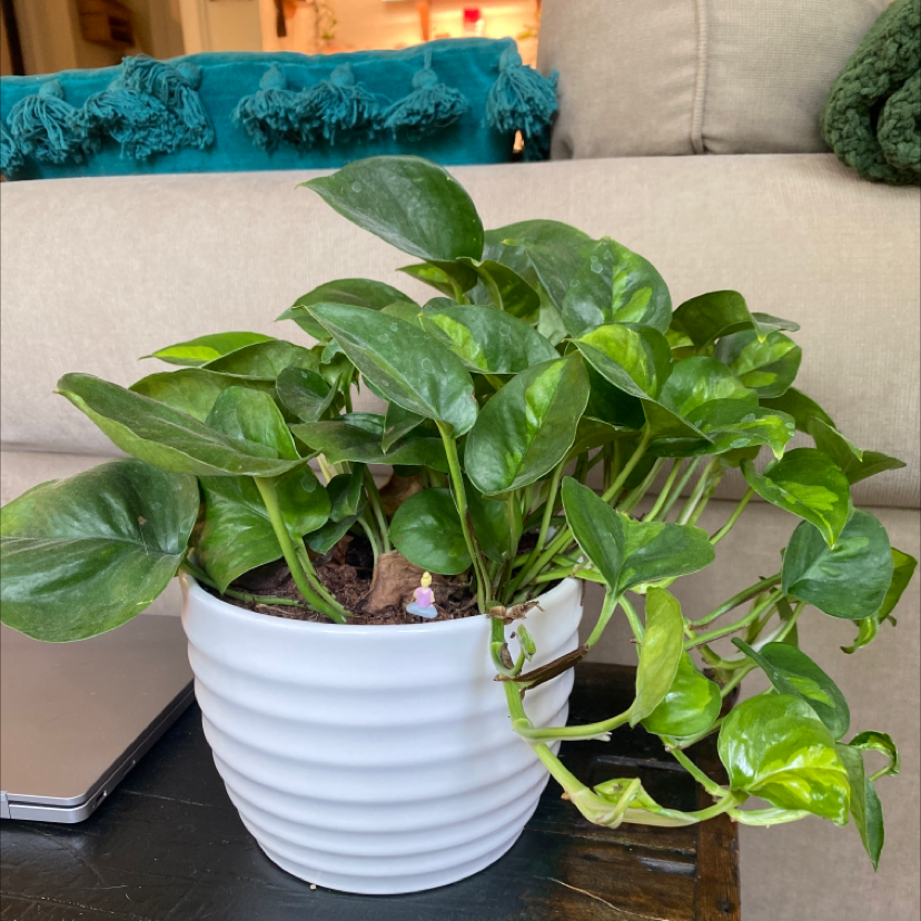 Potted Global Green Pothos plant with vibrant green leaves in a white pot.