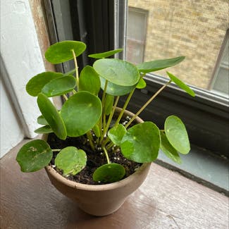 Chinese Money Plant plant in Milwaukee, Wisconsin