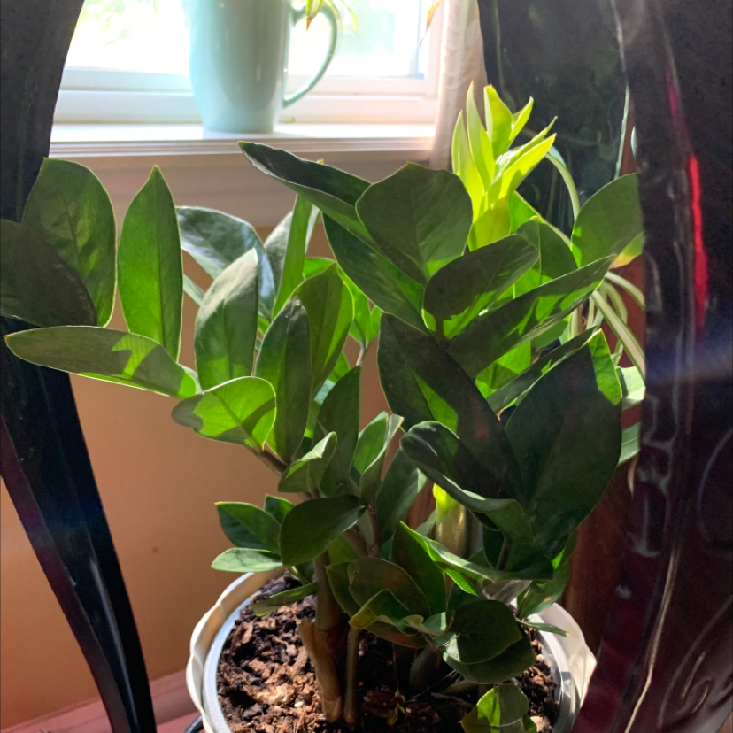 Zamioculcas Zamiifolia plant photo by @MamaZ named Cretia on Greg, the plant care app.