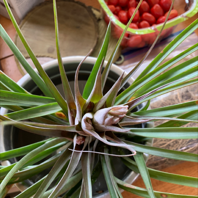 Spreading Airplant with long, slender green leaves in a pot.