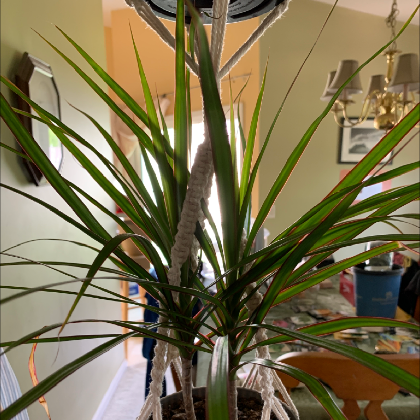 Dragon Tree plant photo by @MamaZ named Spike on Greg, the plant care app.