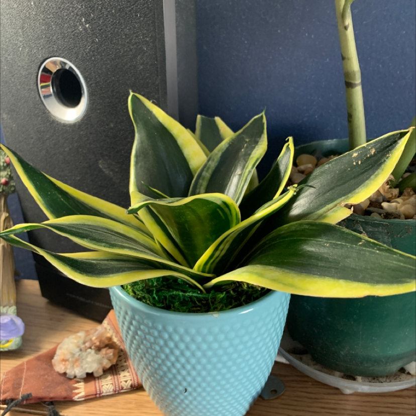 Snake Plant plant photo by @MamaZ named Malfoy on Greg, the plant care app.