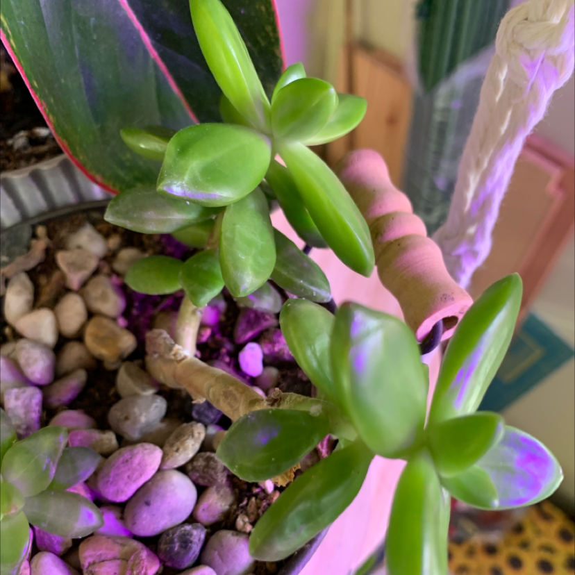 Healthy White Stonecrop succulent with green leaves and visible soil with pebbles.