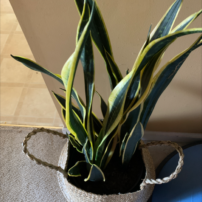 Snake Plant plant photo by @MamaZ named Severus on Greg, the plant care app.