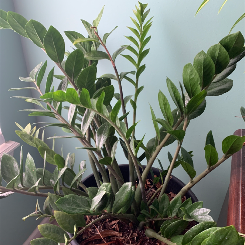 Zamioculcas Zamiifolia plant photo by @MamaZ named Manny on Greg, the plant care app.