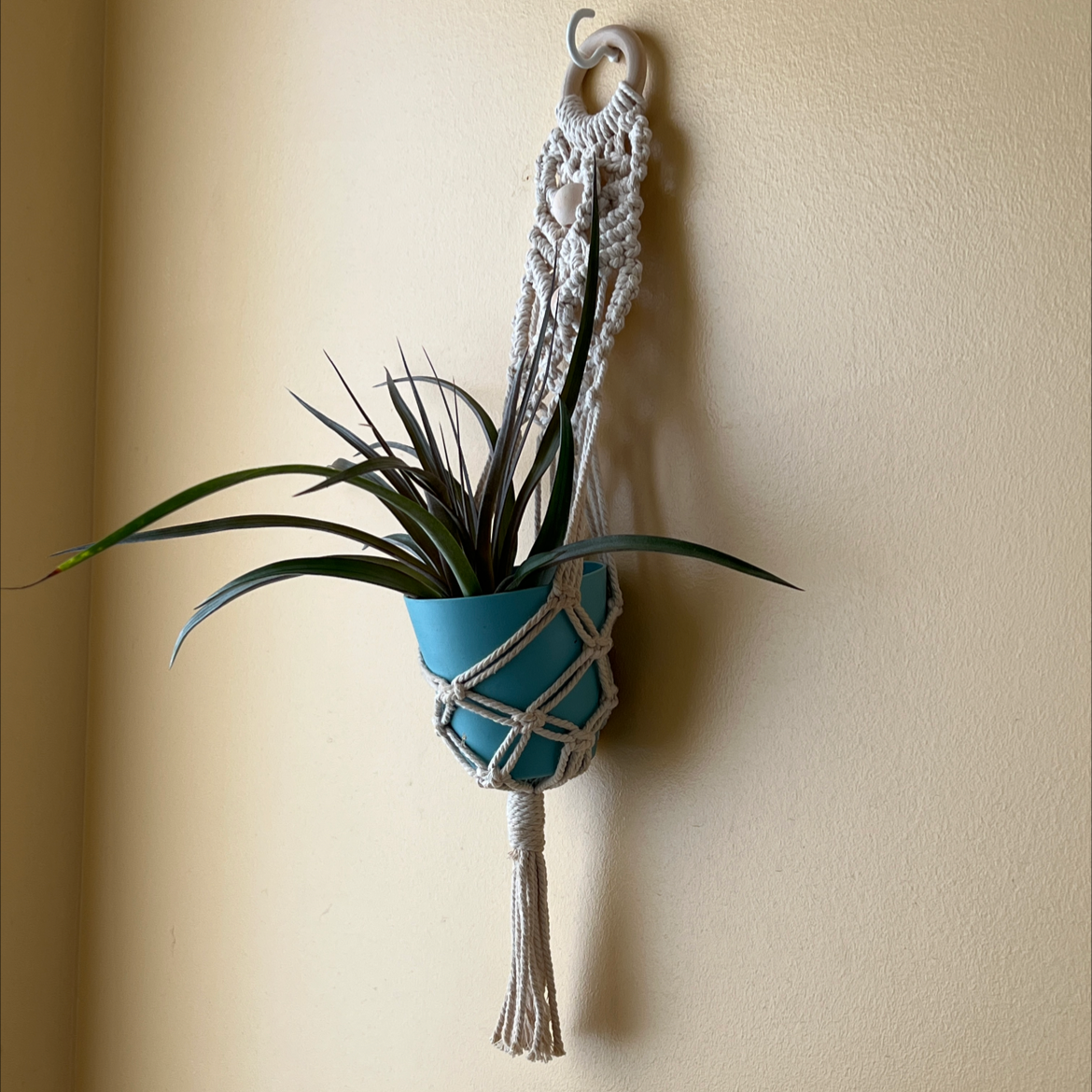 Photo of the plant species Spreading Airplant by @MamaZ named Lil’ Flow on Greg, the plant care app