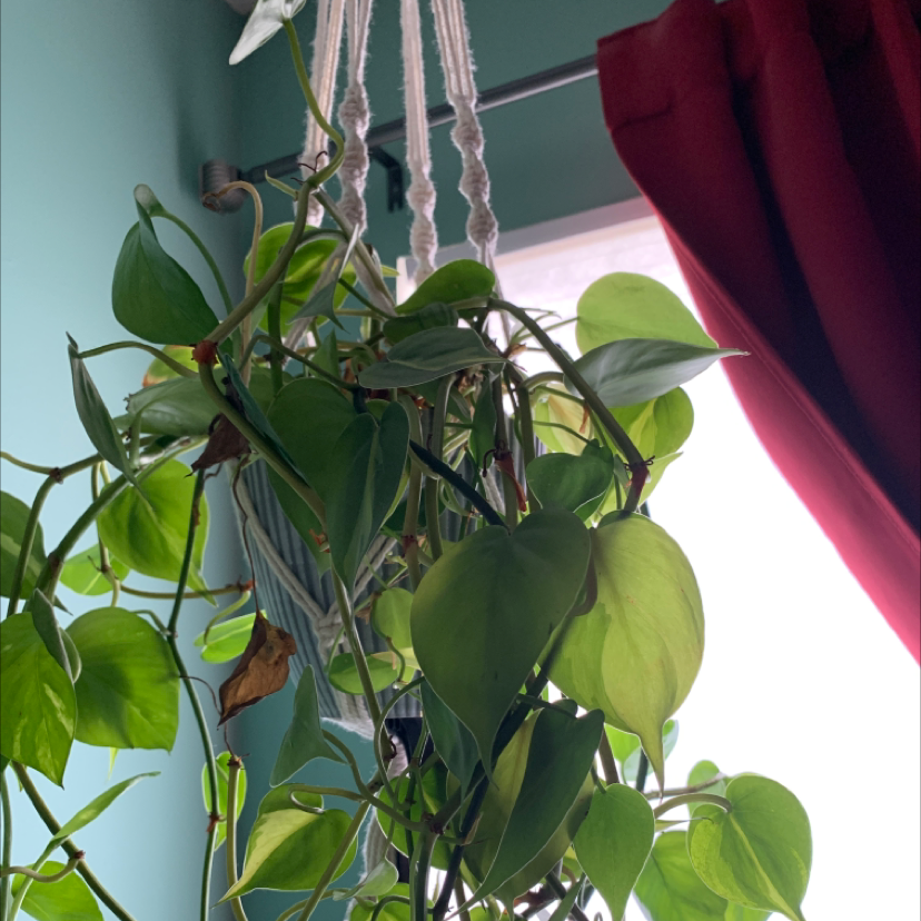 Philodendron Scandens plant photo by @MamaZ named Poison on Greg, the plant care app.