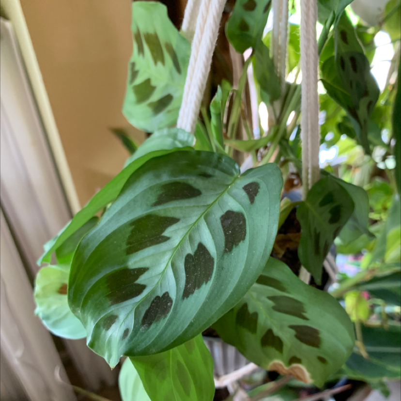 Variegated Prayer Plant with green leaves and dark green patches.