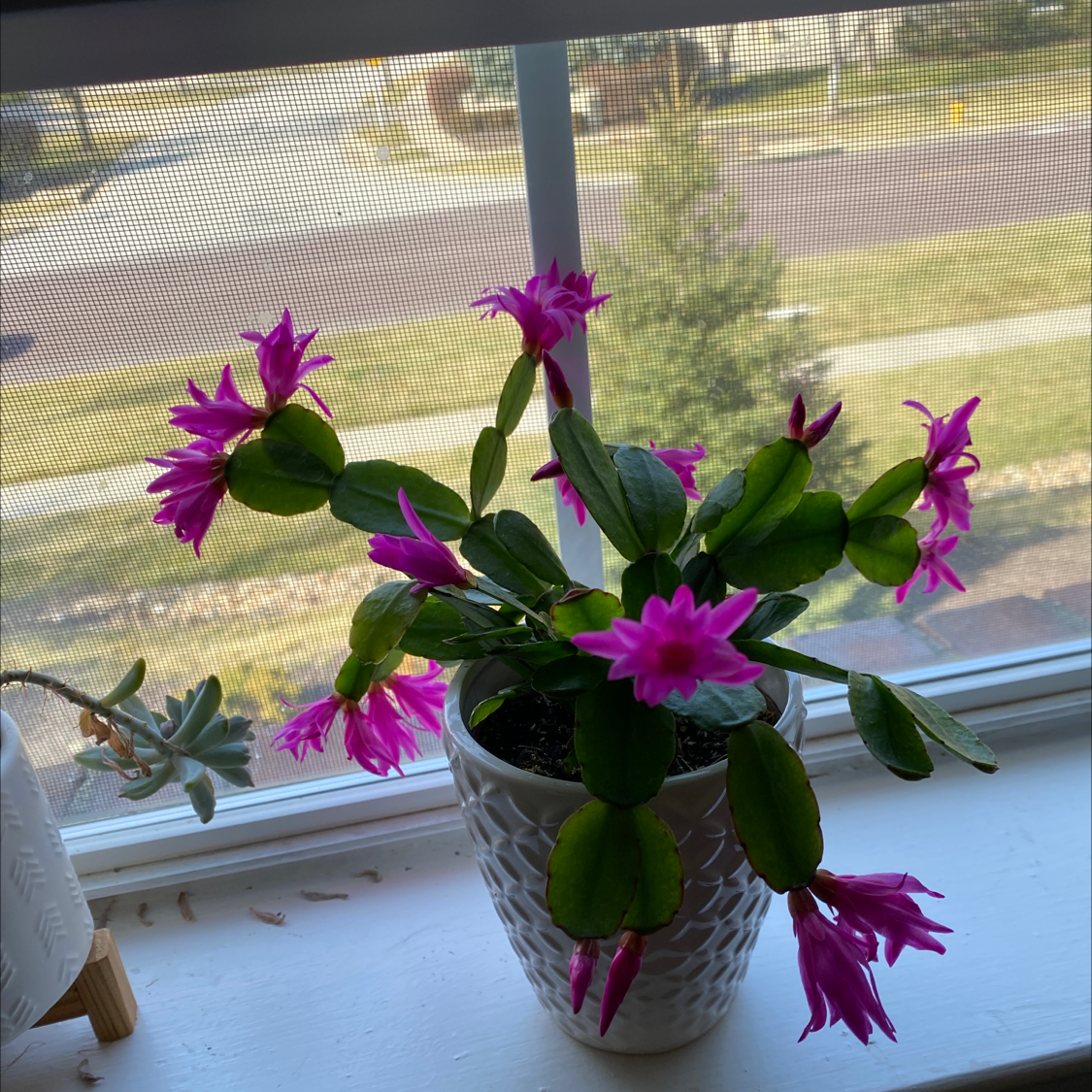Photo of the plant species Easter Cactus by @Mattie.Essex named Your plant on Greg, the plant care app