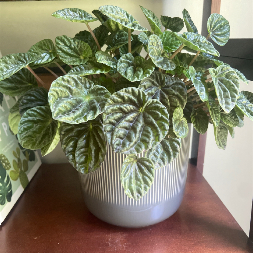 Photo of the plant species Emerald Ripple Peperomia by @Katierod named Bill on Greg, the plant care app