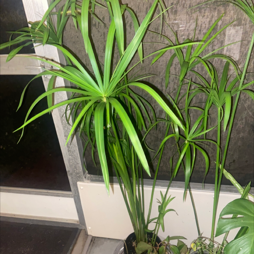 Healthy Umbrella Papyrus plant with long green leaves placed indoors near a window.