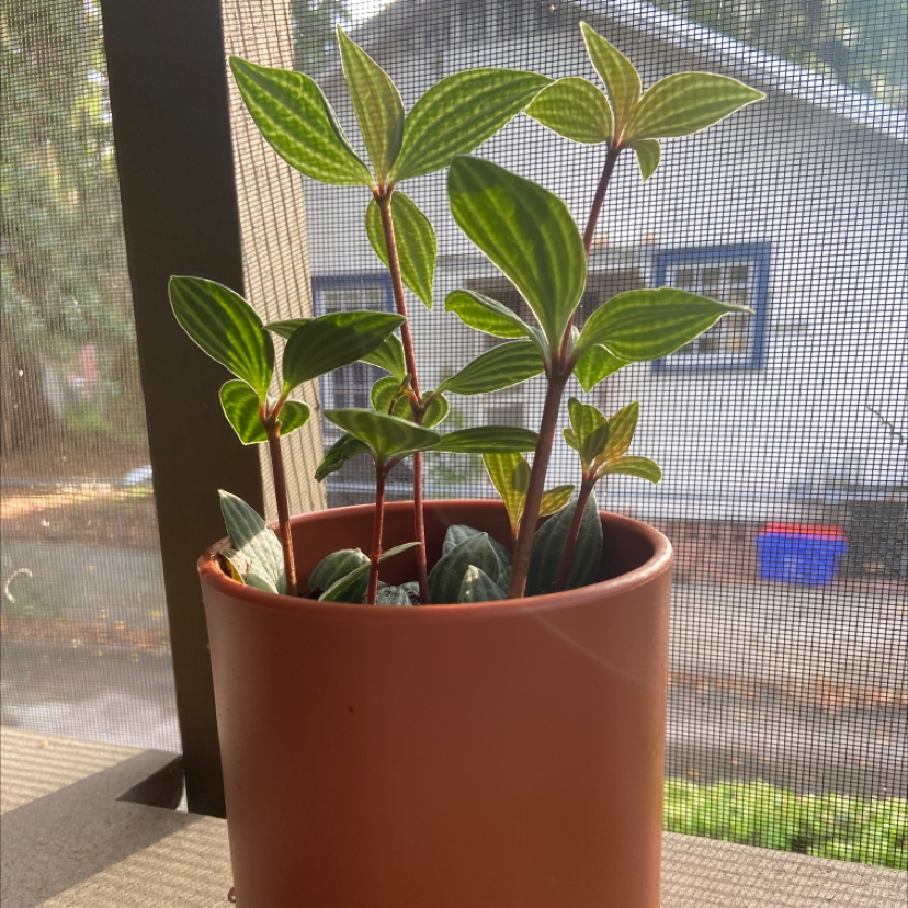 Photo of the plant species Beetle Peperomia by @Katierod named Wren on Greg, the plant care app