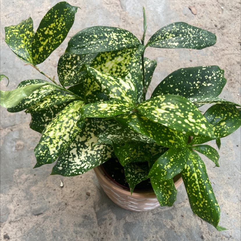 Photo of the plant species Gold Dust Dracaena by @Katierod named Inca on Greg, the plant care app