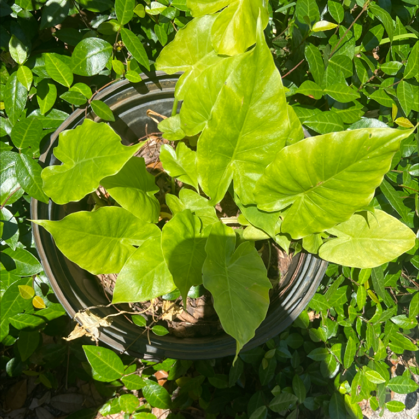 Photo of the plant species Arrowleaf Elephant Ear by @Katierod named Ellie on Greg, the plant care app