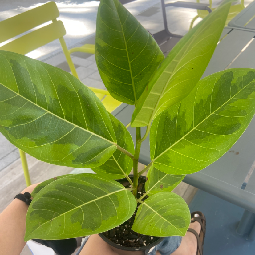 Healthy Council Tree plant with large green leaves in a pot, soil visible.