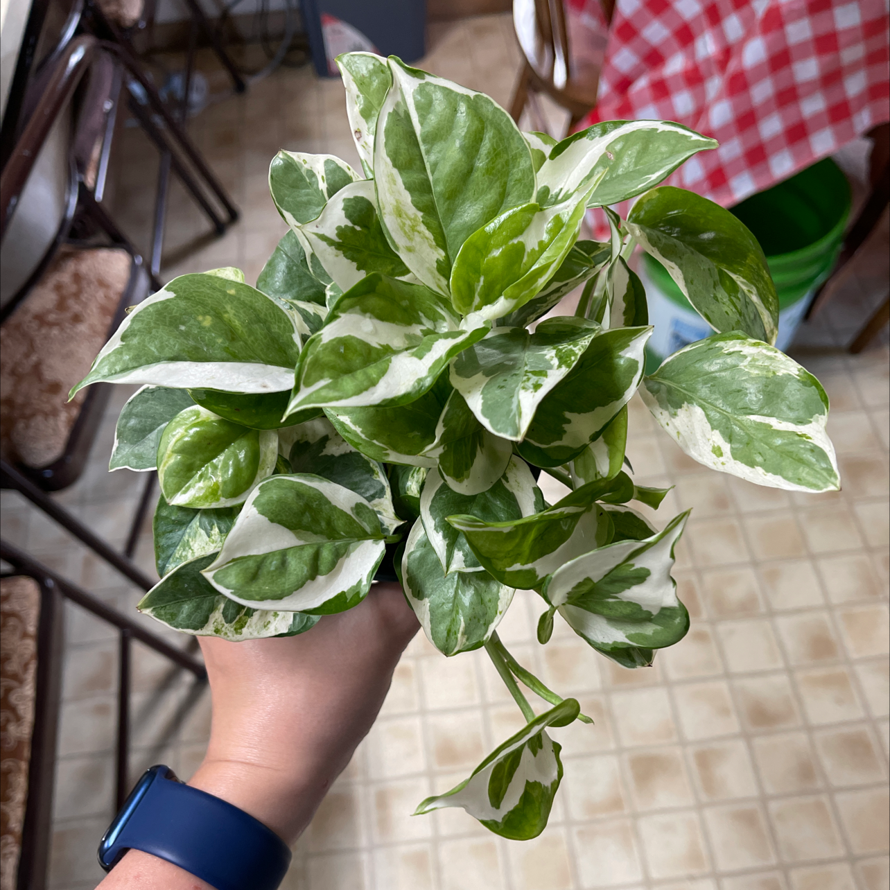 Pothos N' Joy plant with variegated green and white leaves held by a hand.
