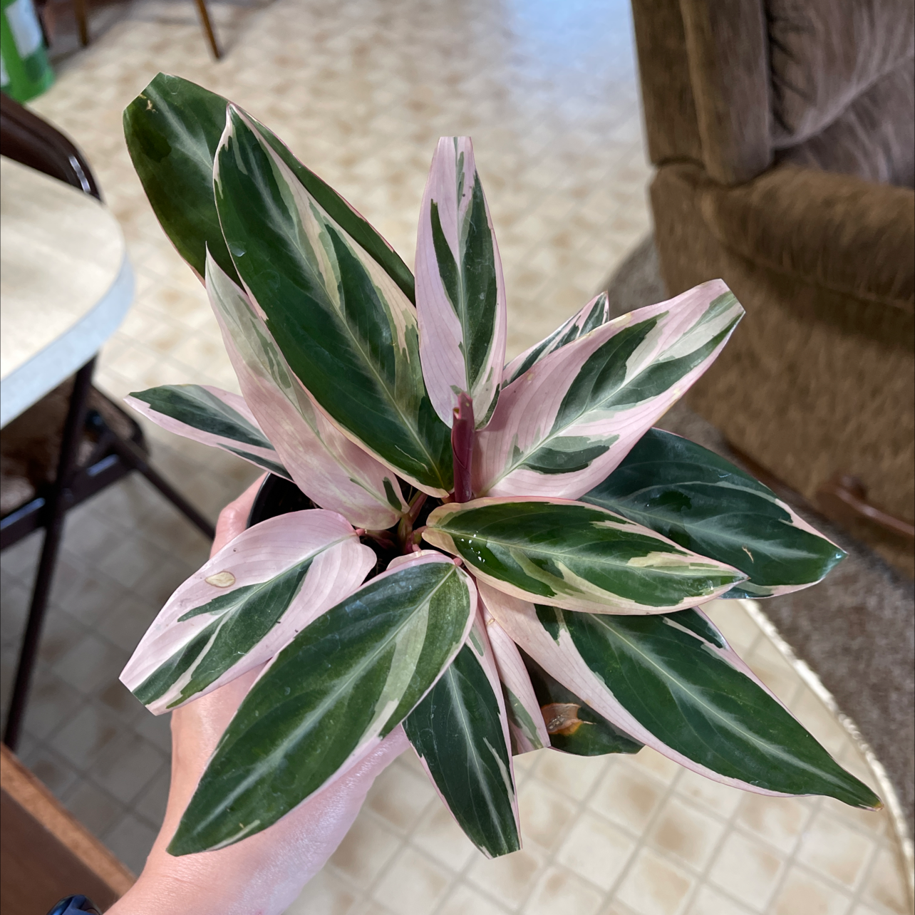 Triostar Stromanthe plant with variegated leaves held by a hand.