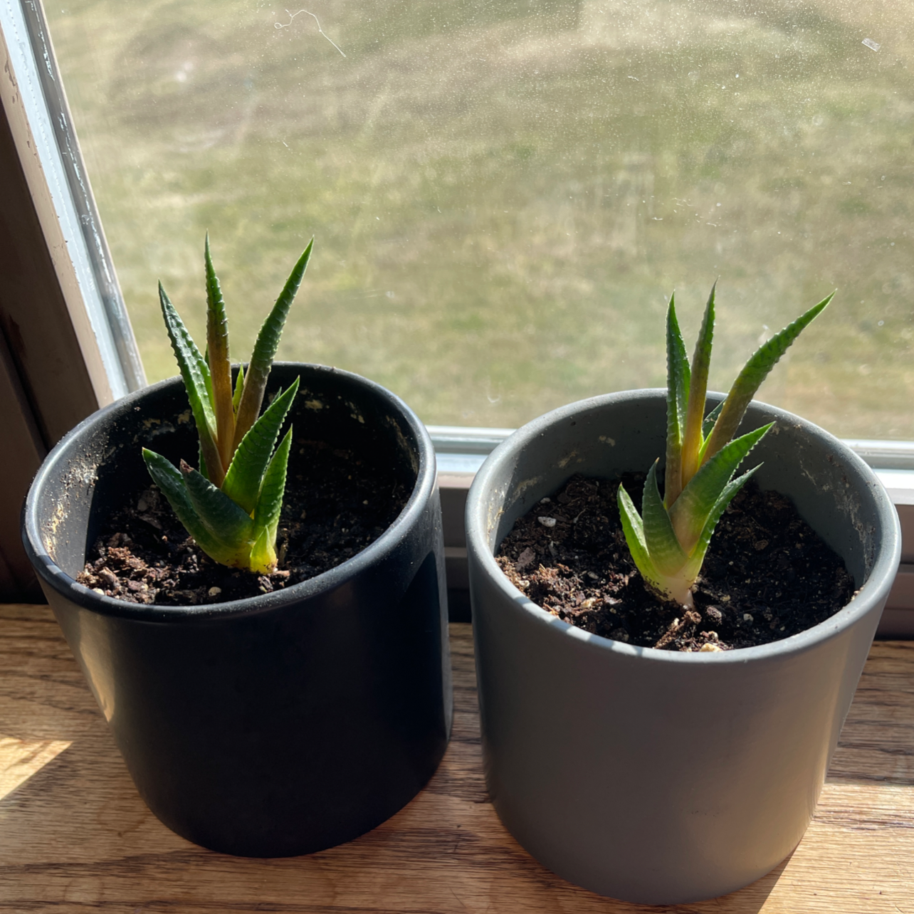 Two healthy Fairy Washboard succulents with striped leaves in black pots on a windowsill.