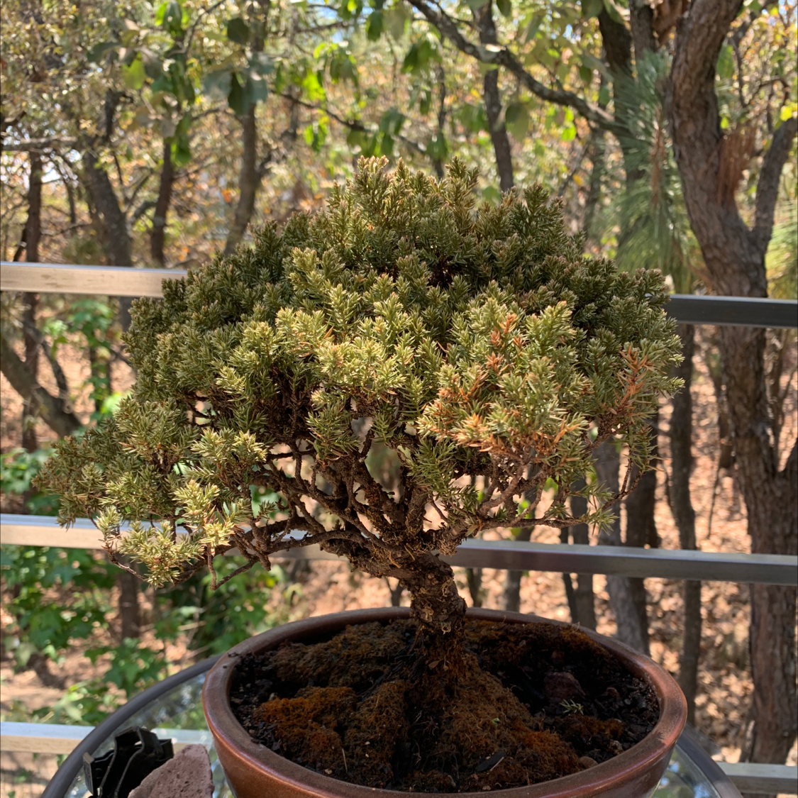 Japanese Garden Juniper in a pot with some yellowing and browning leaves.