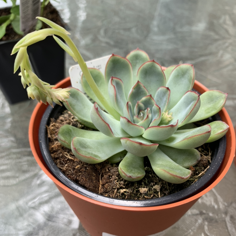 Photo of the plant species Echeveria pulidonis by @Gleshille named Vine Whip on Greg, the plant care app