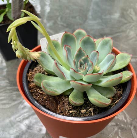 Photo of the plant species Pulido's Echeveria by @Gleshille named Vine Whip on Greg, the plant care app