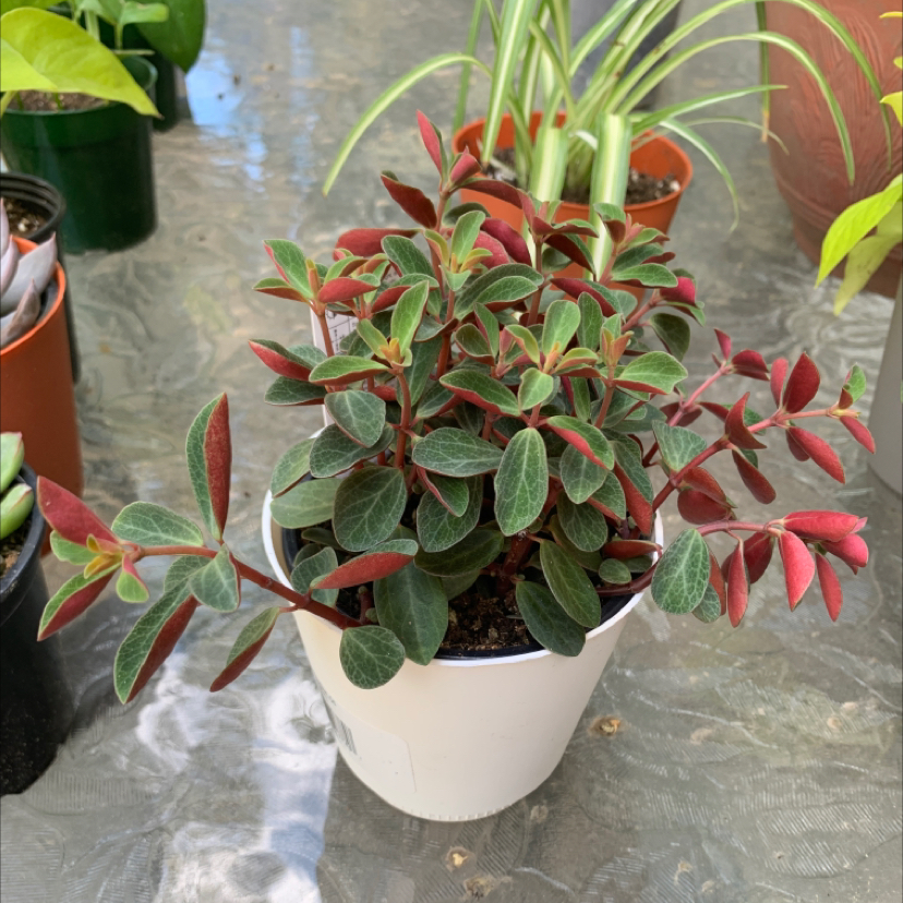Photo of the plant species Peperomia Red Log by @Gleshille named Apple on Greg, the plant care app