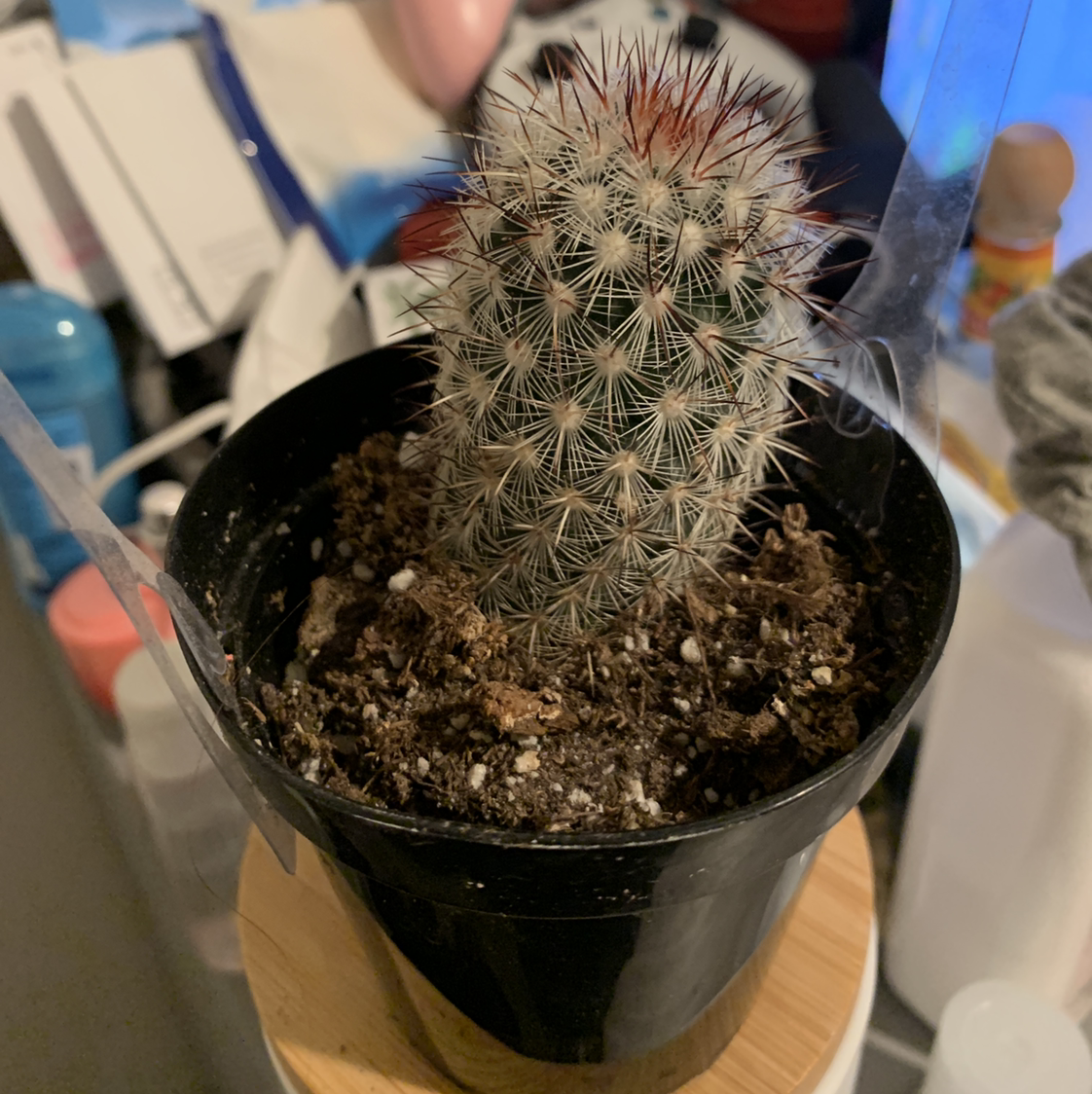 Photo of the plant species Mammillaria microhelia by @Vicky13_0 named Orlando Bloom on Greg, the plant care app