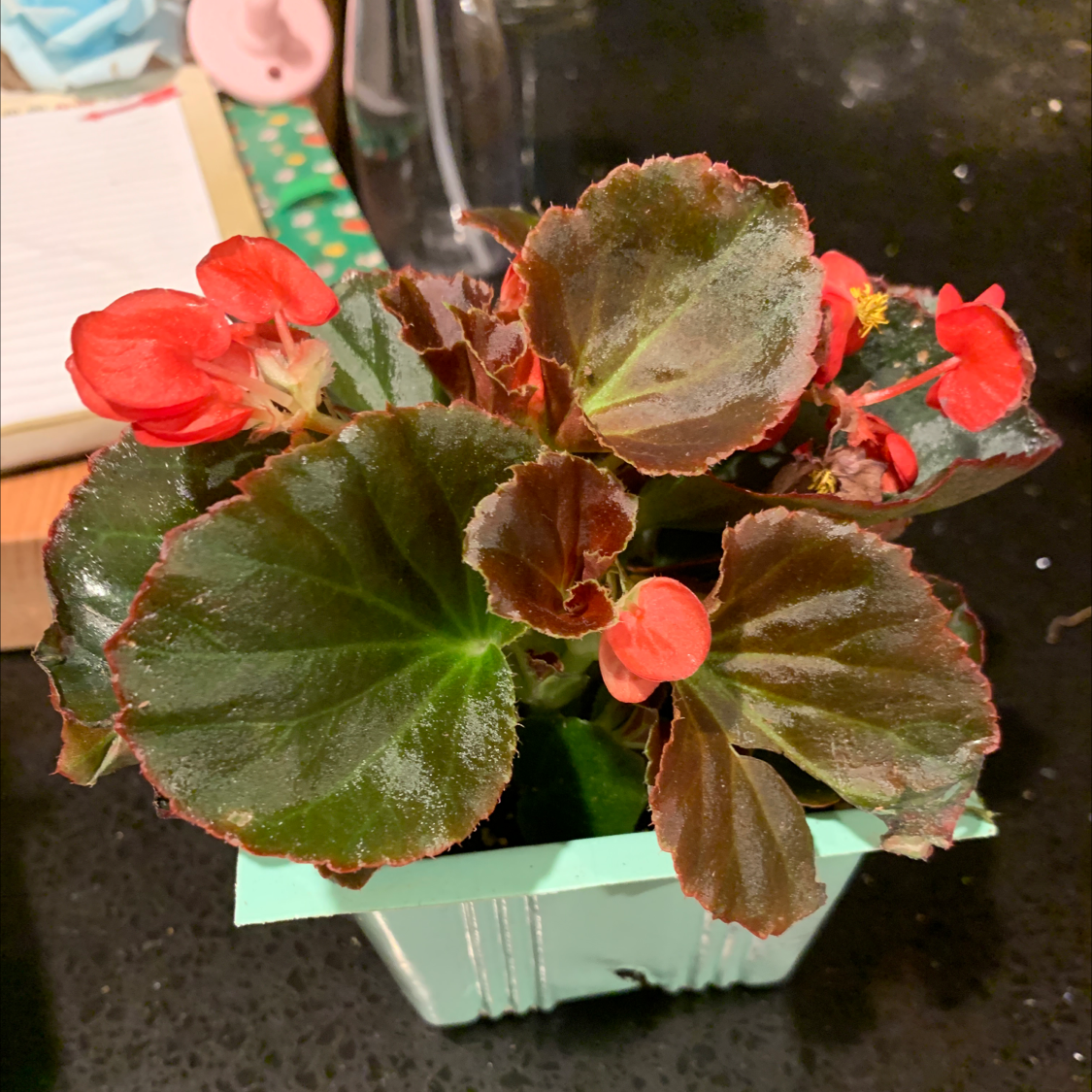 Potted Clubed Begonia with dark green leaves and red flowers, well-framed and in focus.