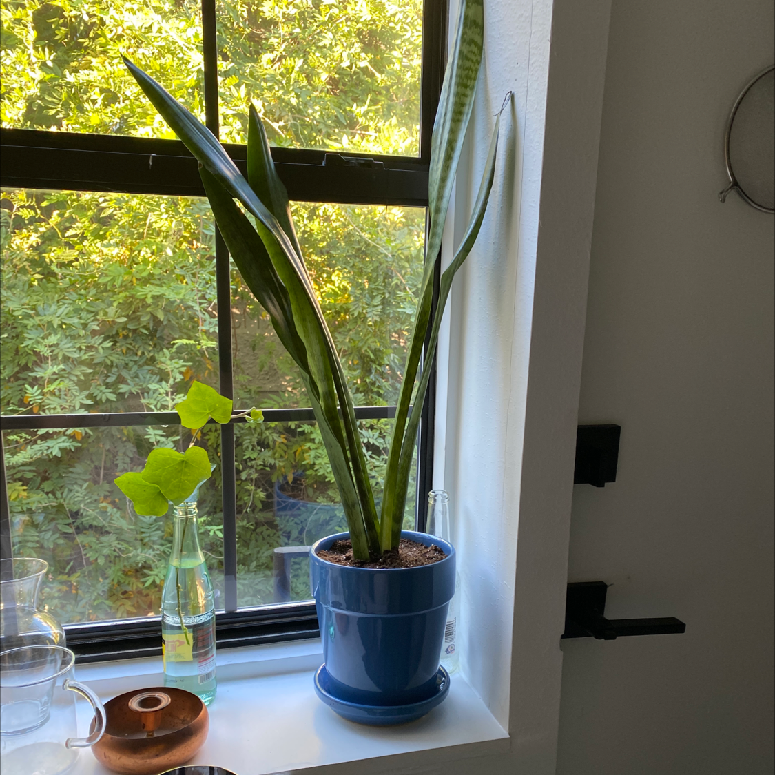 Healthy White Bird of Paradise plant in blue pot on windowsill, with smaller plant cutting in glass vase.