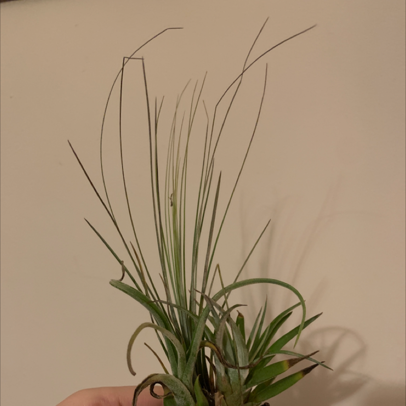 Spreading Airplant with thin, elongated leaves held by a hand. Some browning tips visible.