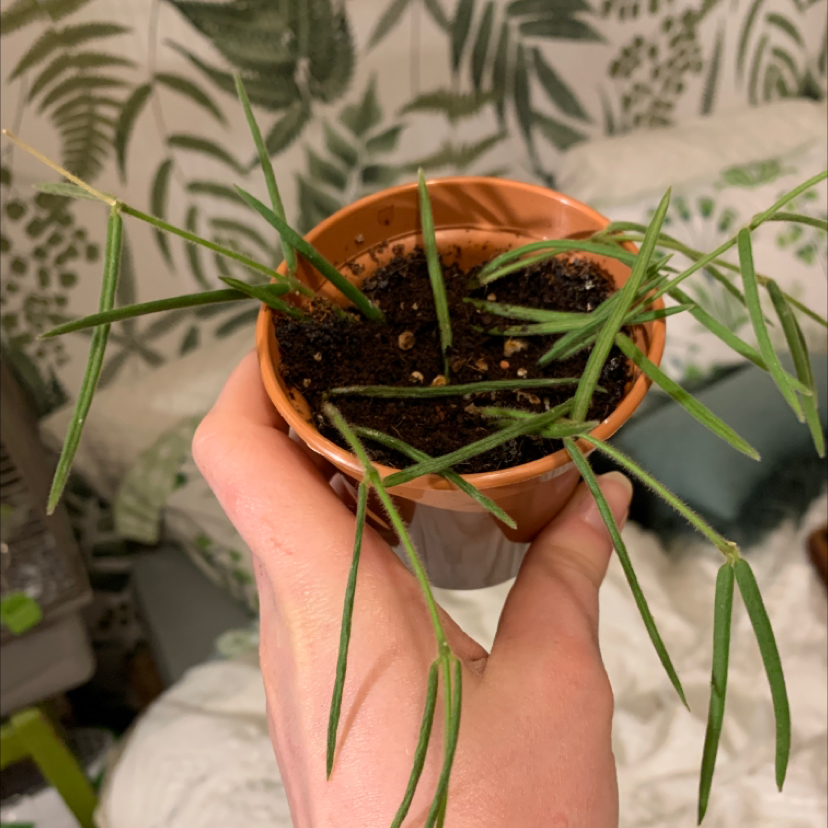 A healthy Mistletoe Cactus in a small pot held by a hand, with botanical wallpaper in the background.