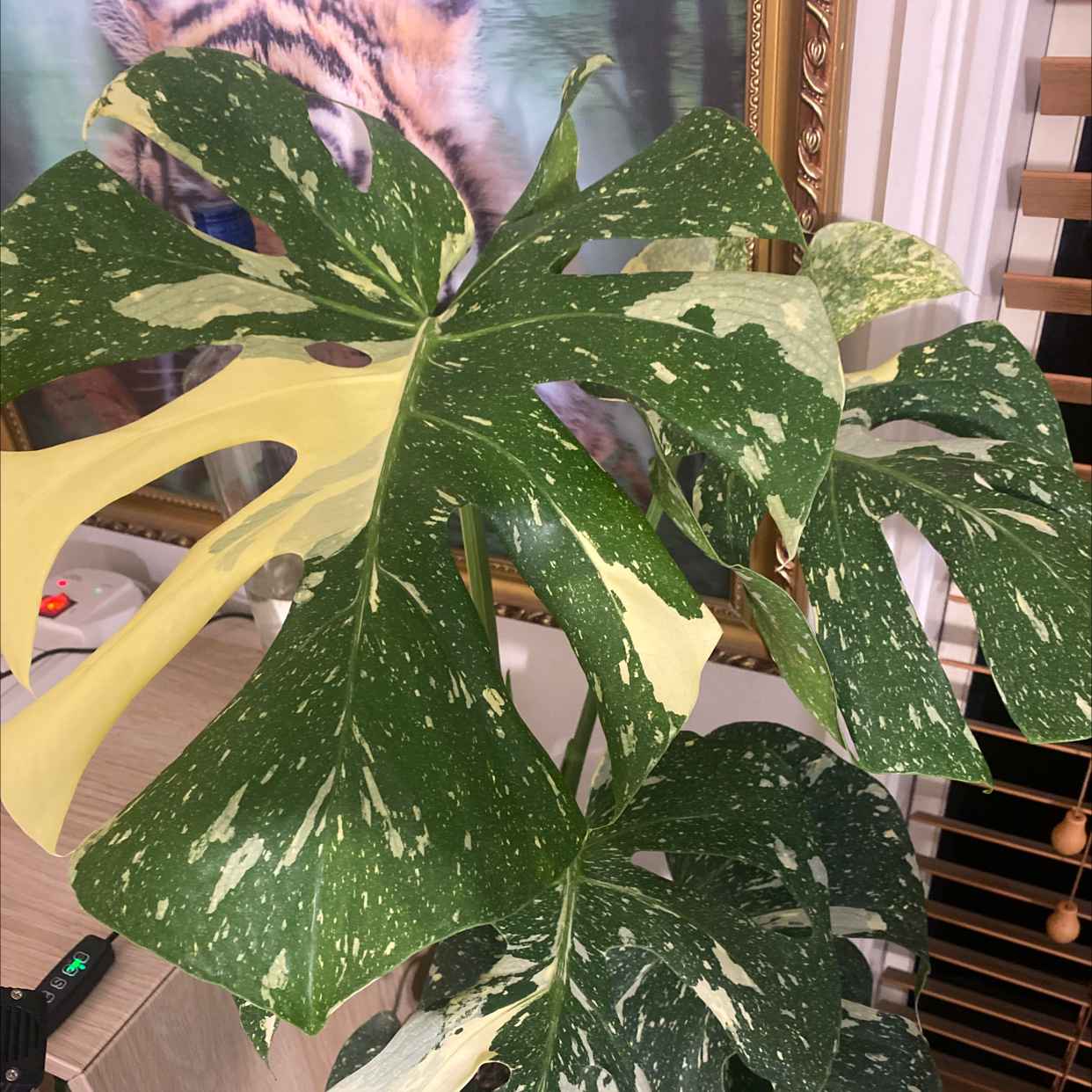 Photo of the plant species Thai Constellation Monstera by @Andrew.66 named Marceline￼ on Greg, the plant care app