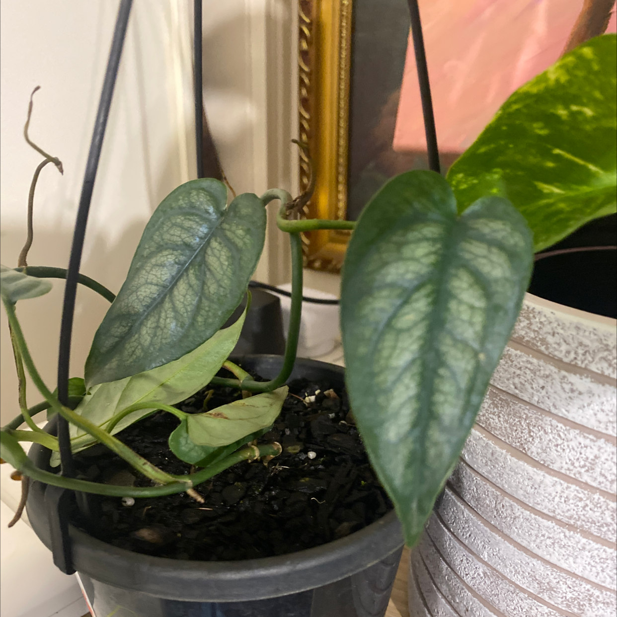 Photo of the plant species Monstera 'El salvador' by @Andrew.66 named Sally on Greg, the plant care app