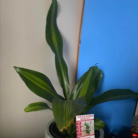 Photo of the plant species Burley Dracaena by Andrew.66 named Remington on Greg, the plant care app