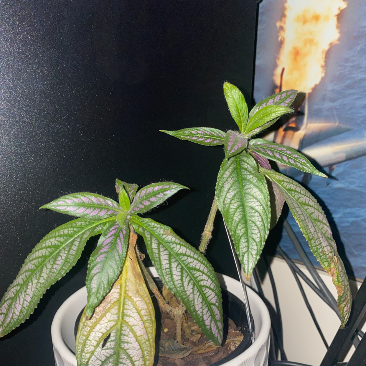 Persian Shield plant photo by @Andrew.66 named Zara on Greg, the plant care app.