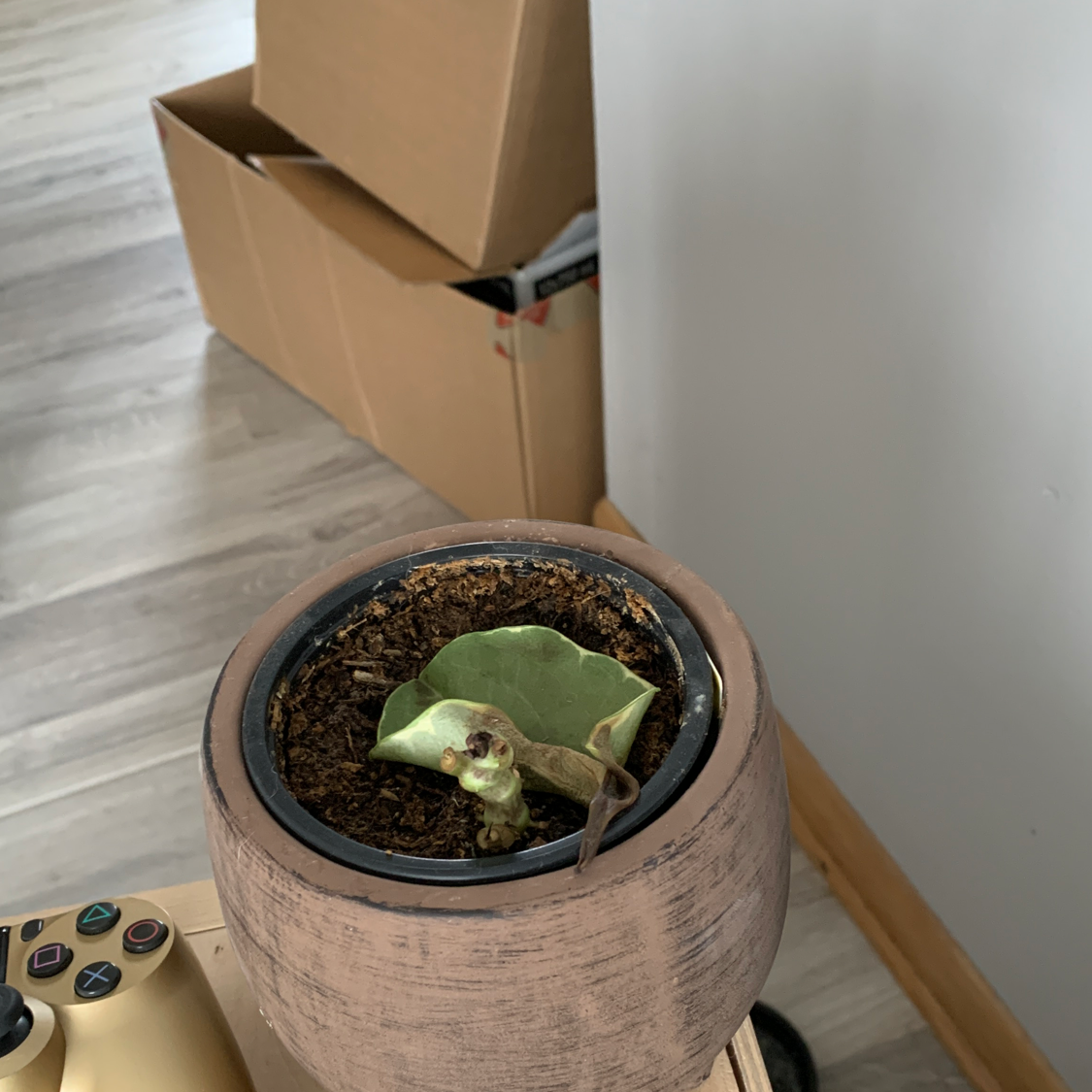 Potted Felt Bush plant with a wilting leaf and visible soil.