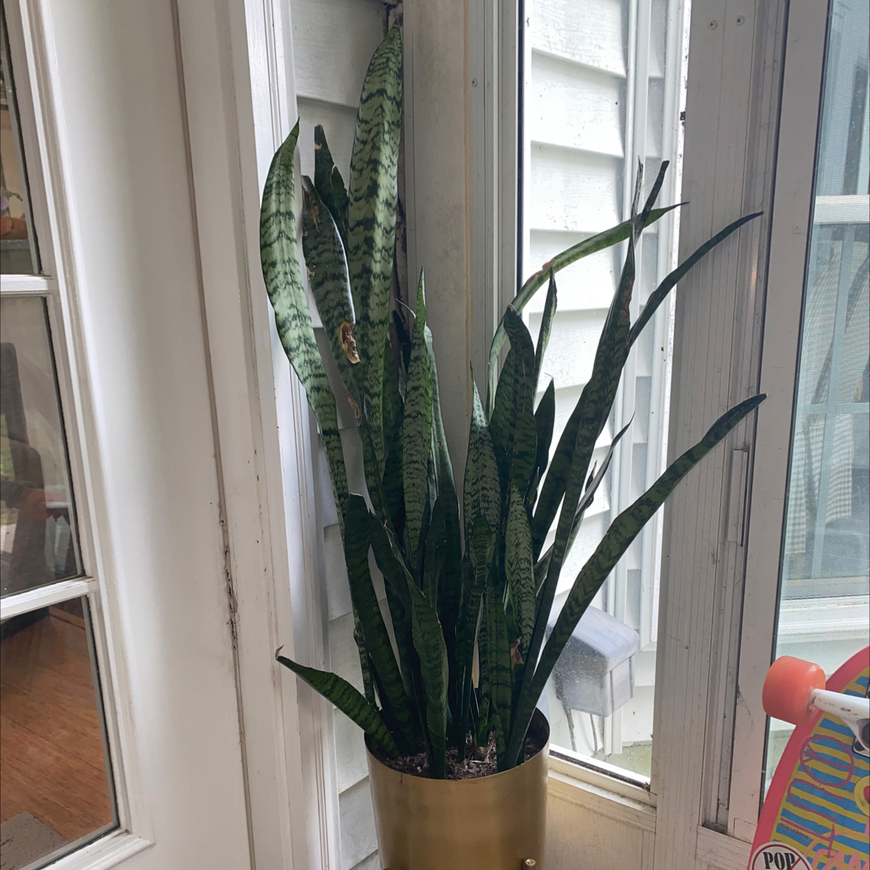 Snake Plant plant photo by @mackgamb named slim shady on Greg, the plant care app.
