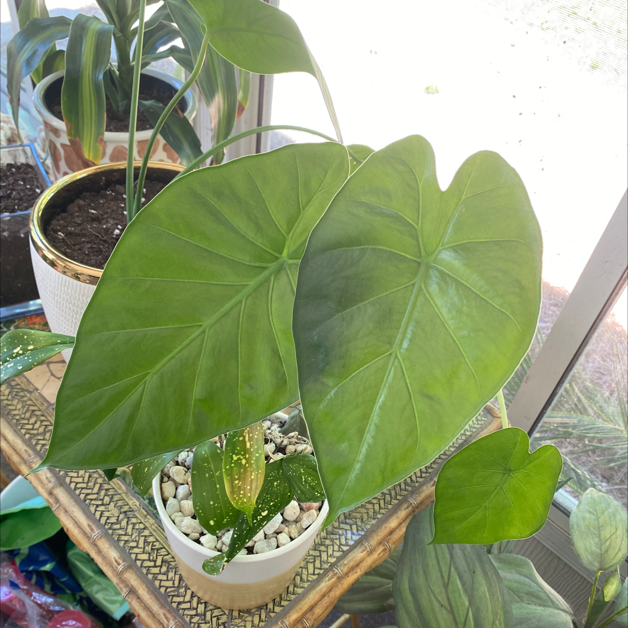 Healthy Arrowleaf Elephant Ear plant with large green leaves in a pot near a window.