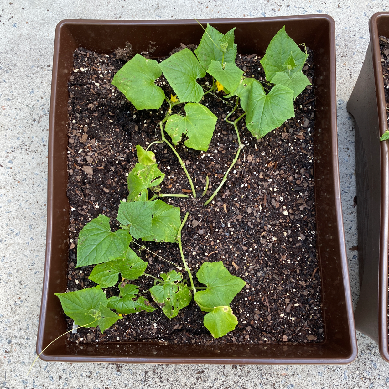 Cucumber plant in a rectangular pot with visible soil and green leaves.