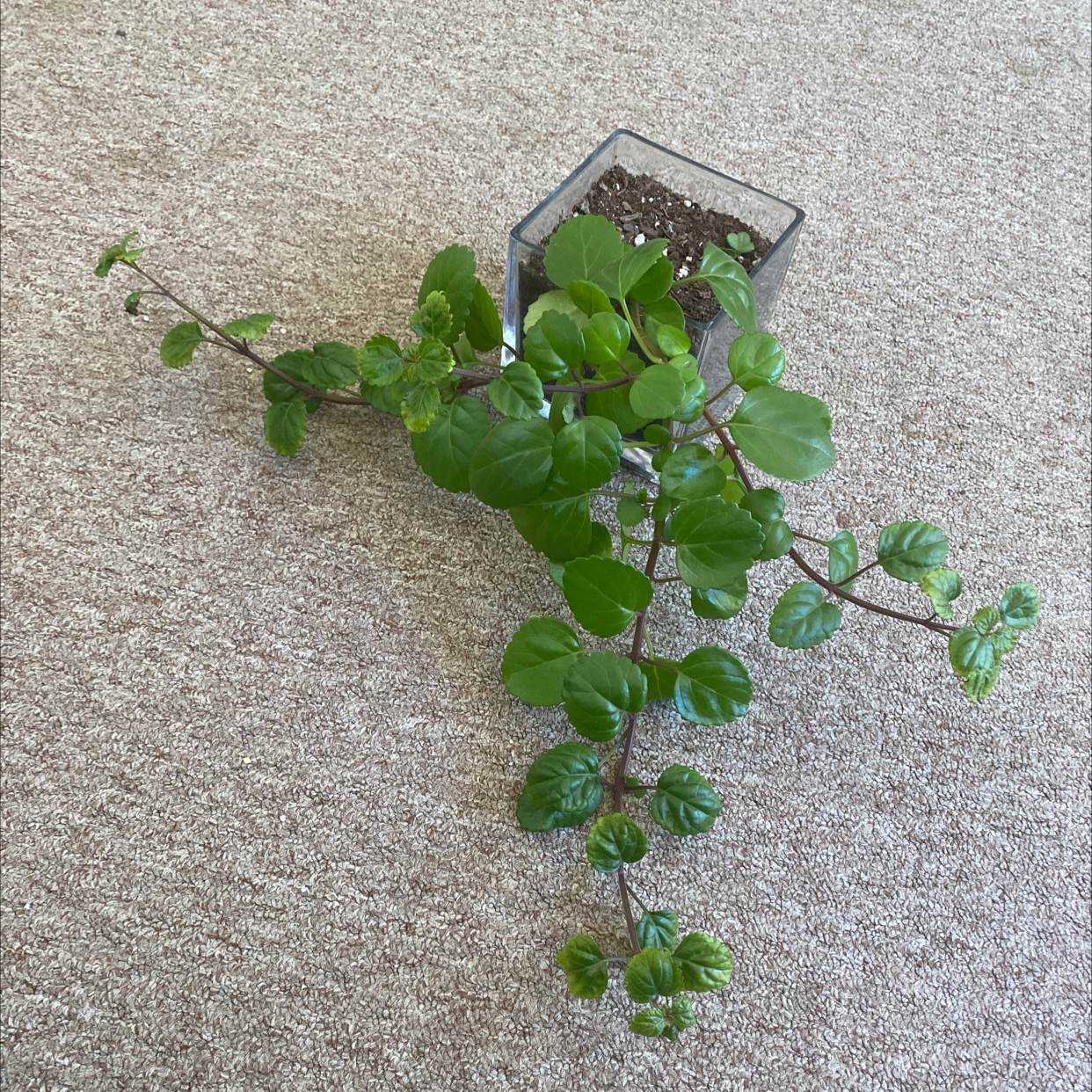 Swedish Ivy plant photo by @mackgamb named ole faithful on Greg, the plant care app.