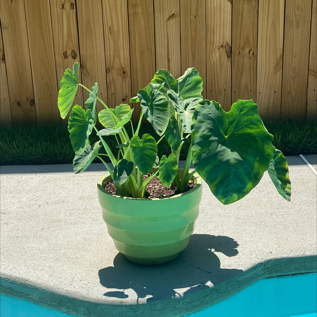 My Arrowleaf Elephant Ear's Light Requirements